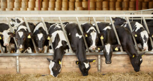 Beef cows grazing at Deering Farms LLC, showcasing quality farm-raised cattle for sustainable agriculture.