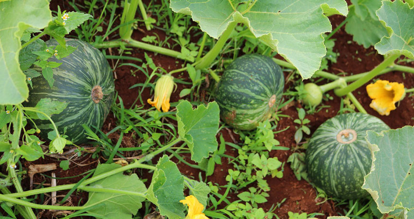 Organic farm scene showcasing sustainable agriculture at Deering Farms LLC.