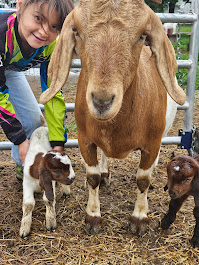 Farm products display including Boer goats, chickens, premium beef, and organic hay from Deering Farms LLC.