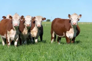 Image of Deering Farms beef cows grazing on pasture at Deering Farms LLC, showcasing quality farm-raised livestock.