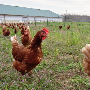 Free-range chickens from Deering Farms LLC roaming on lush green pasture, showcasing quality farm products.