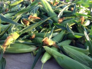 Modern harvesting equipment in action at Deering Farms, showcasing efficient crop harvesting services.