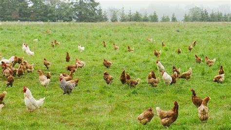 Free-range chicken eggs from Deering Farms LLC, emphasizing quality and ethical farming practices.