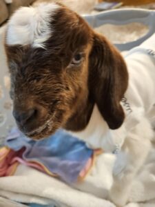 Boer goats grazing at Deering Farms, representing quality livestock and farm products.