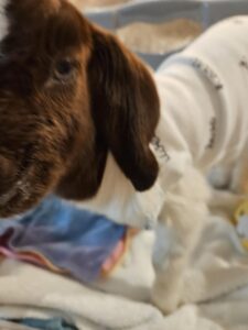 Boer goats grazing at Deering Farms LLC, showcasing healthy livestock in a sustainable agricultural setting.