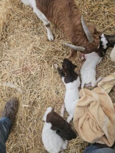 Boer goats grazing in a pasture at Deering Farms LLC, showcasing their sturdy build and healthy lifestyle.