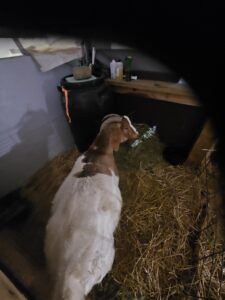 Boer goats at Deering Farms, showcasing available healthy livestock for purchase.