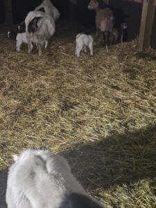 Boer goats grazing at Deering Farms LLC, representing quality livestock for sale to customers.