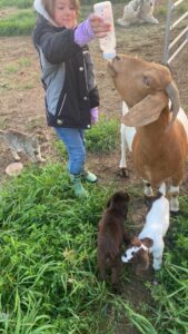 Image of Boer goats grazing at Deering Farms LLC, highlighting quality livestock from a family-run farm.