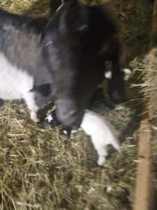 Boer goat grazing at Deering Farms, representing quality livestock for potential buyers.