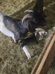 Boer goat from Deering Farms LLC grazing in a lush field, showcasing quality livestock available for purchase.