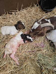 Boer goats grazing at Deering Farms LLC, showcasing quality livestock and sustainable farming practices.