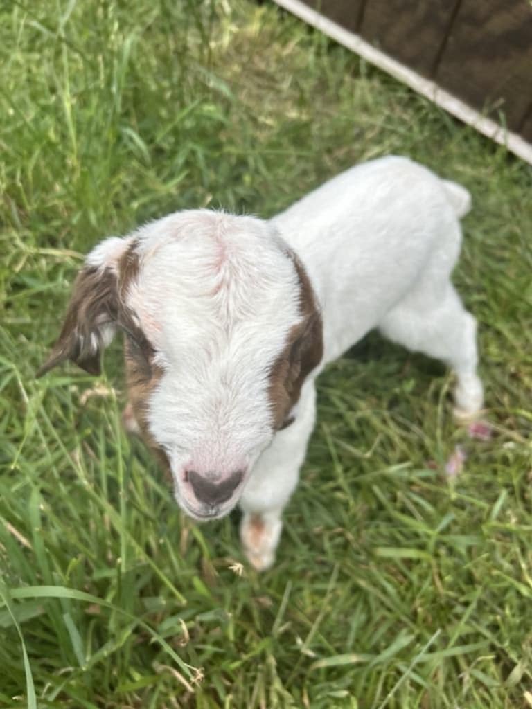 Boer goats from Deering Farms LLC grazing on pasture, showcasing their quality for farming and breeding.