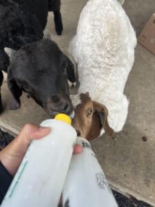 Image of Boer goats at Deering Farms LLC showcasing healthy livestock in a picturesque farm setting.