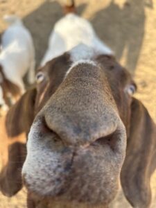 Boer goat at Deering Farms LLC grazing in a lush pasture, showcasing the farm's quality livestock and agricultural practices.