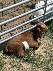 Boer goats grazing in a lush pasture at Deering Farms LLC, showcasing healthy livestock and quality farming practices.