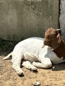 Boer goats grazing at Deering Farms LLC, representing quality livestock and sustainable farming practices.