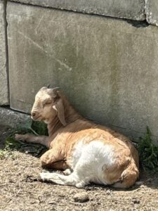 Image of Boer goats at Deering Farms LLC, showcasing healthy livestock in a picturesque farm setting.