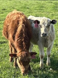 Beef cows grazing at Deering Farms LLC, showcasing high-quality farm-raised cattle and sustainable agriculture practices.