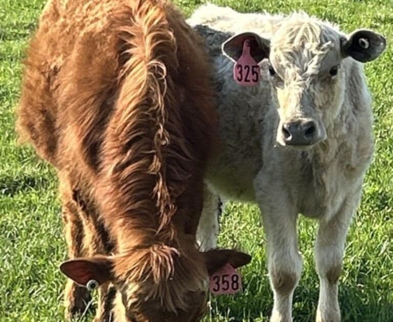 Beef cows grazing at Deering Farms LLC, showcasing sustainable farming and high-quality livestock.