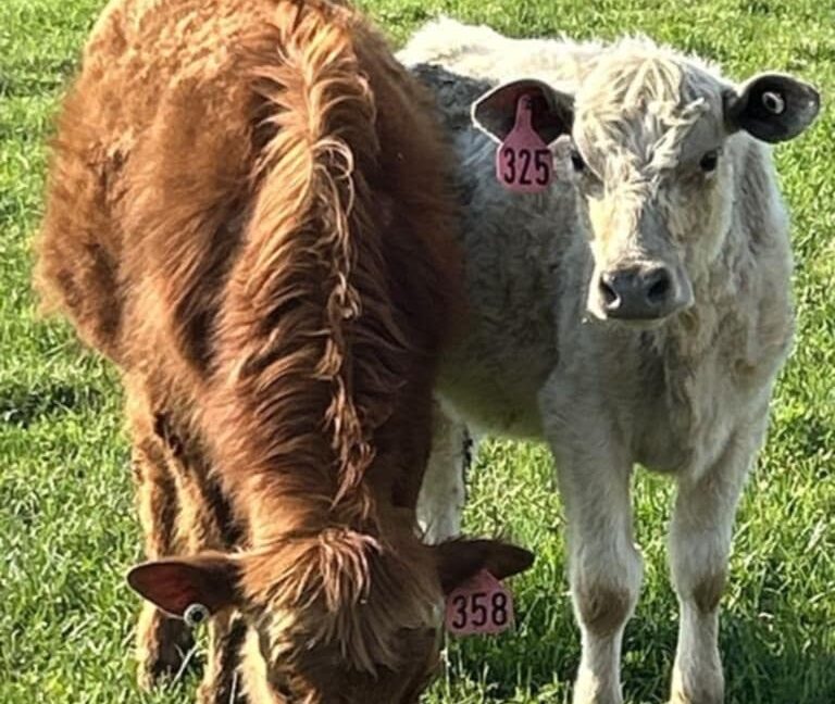 Image of certified farm products from Deering Farms LLC, featuring Boer goats, free-range chickens, and premium beef.