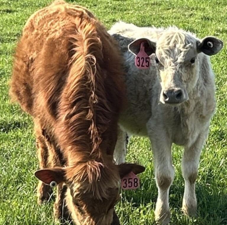 Fresh premium freezer beef from Deering Farms LLC, showcasing sustainable farming practices and gourmet quality.