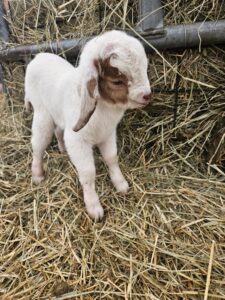 Deering Farms LLC displays healthy Boer goats grazing in lush pastures, offering quality livestock for farming enthusiasts.