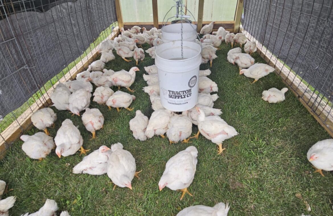 Free-range chickens at Deering Farms LLC, showcasing ethical farming practices and high-quality poultry products.