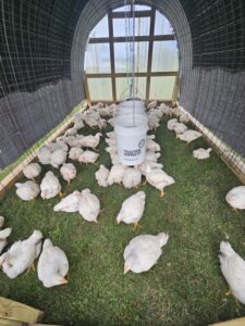 Free-range chickens at Deering Farms LLC, showcasing healthy farm products for customers seeking quality poultry offerings.