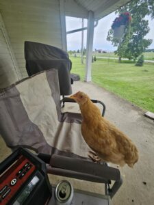 Free-range chickens at Deering Farms LLC, displaying healthy birds roaming freely in a picturesque, organic farm setting.