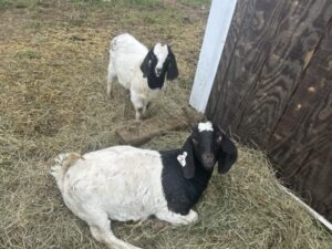 Boer goats grazing at Deering Farms LLC, offering premium livestock for sale.