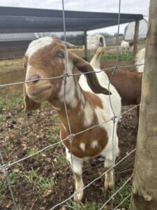 Boer goats grazing at Deering Farms LLC, highlighting healthy livestock and quality farming.