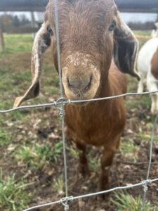 Boer goats at Deering Farms LLC, showcasing quality livestock care and healthy farm practices.