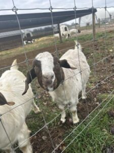 Boer goats grazing peacefully at Deering Farms LLC, showcasing healthy livestock amidst lush green fields and farm scenery.