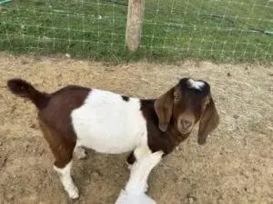 Boer goat proudly grazing on Deering Farms LLC, showcasing quality livestock and natural farming practices.