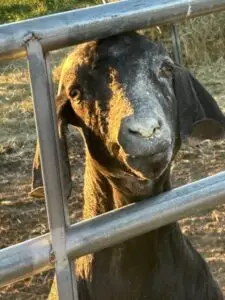 Boer goats grazing at Deering Farms LLC, highlighting quality livestock.