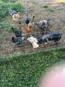 Free-range chickens from Deering Farms LLC grazing on grass, highlighting their quality farm products and natural habitat.