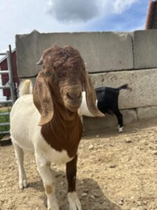 Healthy Boer goats grazing at Deering Farms LLC, showcasing quality livestock for agricultural sales.