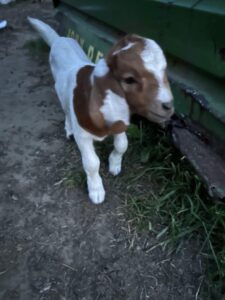 Image of Boer goats from Deering Farms LLC, showcasing healthy livestock grazing in a scenic farm environment.