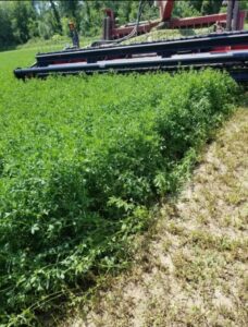 Harvesting equipment at Deering Farms LLC for efficient crop harvesting and sustainable agricultural practices.